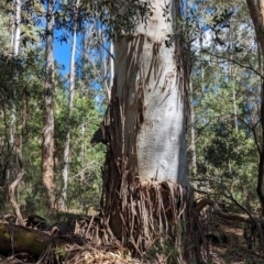 Eucalyptus dalrympleana subsp. dalrympleana at Micalong Gorge - 17 Nov 2023 10:00 AM