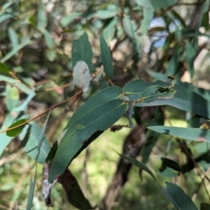 Eucalyptus radiata subsp. robertsonii at Wee Jasper, NSW - 17 Nov 2023 09:56 AM