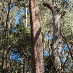 Eucalyptus radiata subsp. robertsonii at Wee Jasper, NSW - 17 Nov 2023 09:56 AM