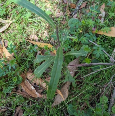 Senecio prenanthoides (Common Forest Fireweed) at Wee Jasper, NSW - 16 Nov 2023 by brettguy80