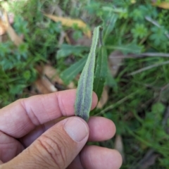 Senecio prenanthoides at Wee Jasper, NSW - 17 Nov 2023 09:54 AM