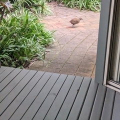 Gallirallus sylvestris (Lord Howe Woodhen) at Lord Howe Island - 20 Oct 2023 by Darcy