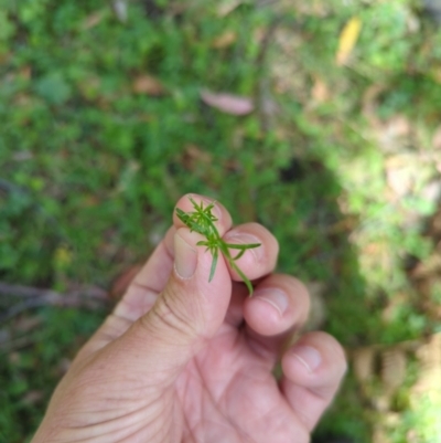 Asperula scoparia (Prickly Woodruff) at Micalong Gorge - 17 Nov 2023 by Wildlifewarrior80