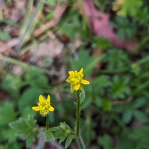 Ranunculus plebeius at Wee Jasper, NSW - 17 Nov 2023