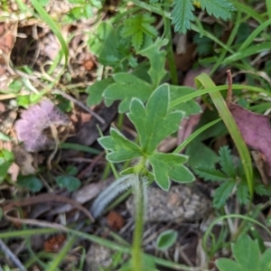 Ranunculus plebeius at Wee Jasper, NSW - 17 Nov 2023