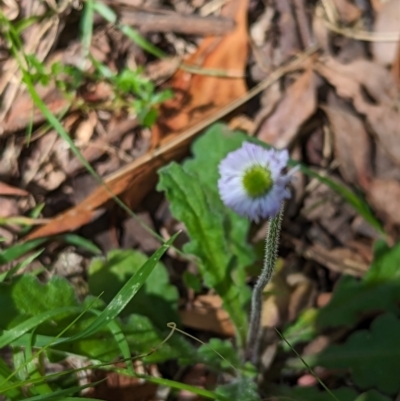 Lagenophora stipitata (Common Lagenophora) at Micalong Gorge - 17 Nov 2023 by Wildlifewarrior80