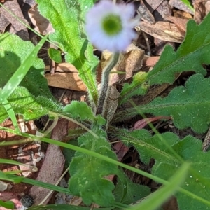 Lagenophora stipitata at Wee Jasper, NSW - 17 Nov 2023 09:48 AM