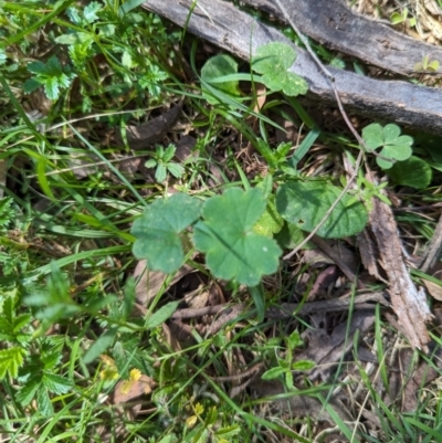 Hydrocotyle laxiflora (Stinking Pennywort) at Micalong Gorge - 17 Nov 2023 by Wildlifewarrior80