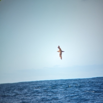 Pterodroma neglecta (Kermadec Petrel) at Undefined - 20 Oct 2023 by Darcy