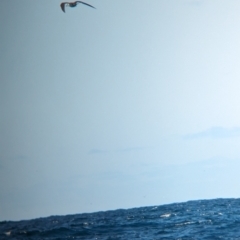 Onychoprion fuscatus (Sooty Tern) at Lord Howe Island, NSW - 21 Oct 2023 by Darcy