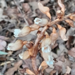 Gastrodia sesamoides (Cinnamon Bells) at Lyneham, ACT - 14 Nov 2023 by Venture