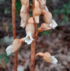 Gastrodia sesamoides at City Renewal Authority Area - 14 Nov 2023