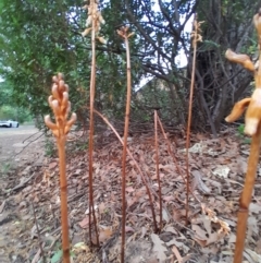 Gastrodia sesamoides at City Renewal Authority Area - 14 Nov 2023