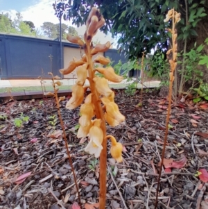 Gastrodia sesamoides at Dickson, ACT - suppressed