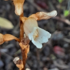 Gastrodia sesamoides at Dickson, ACT - suppressed