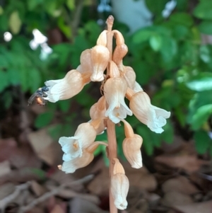 Gastrodia sesamoides at Dickson, ACT - suppressed