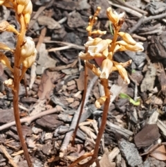 Gastrodia sesamoides at Dickson, ACT - suppressed