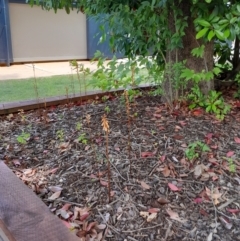 Gastrodia sesamoides at Dickson, ACT - suppressed