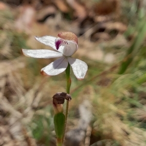 Caladenia moschata at Namadgi National Park - suppressed