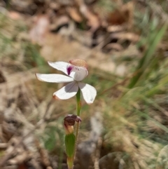 Caladenia moschata at Namadgi National Park - suppressed