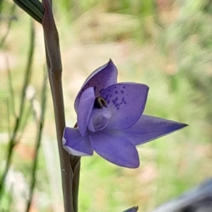 Thelymitra simulata at Namadgi National Park - 19 Nov 2023