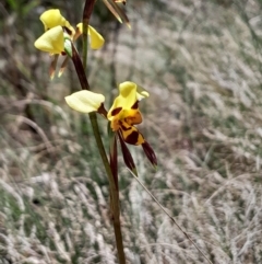 Diuris sulphurea (Tiger Orchid) at Namadgi National Park - 19 Nov 2023 by Venture