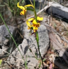 Diuris sulphurea (Tiger Orchid) at Namadgi National Park - 19 Nov 2023 by Venture