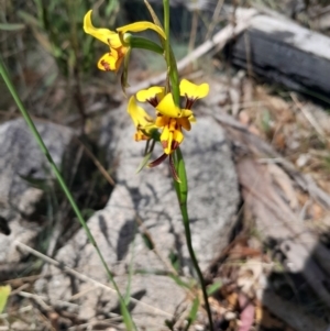 Diuris sulphurea at Namadgi National Park - 19 Nov 2023