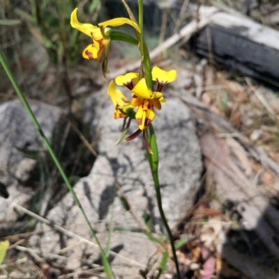 Diuris sulphurea (Tiger Orchid) at Namadgi National Park - 19 Nov 2023 by Venture