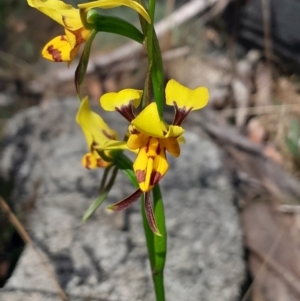 Diuris sulphurea at Namadgi National Park - 19 Nov 2023