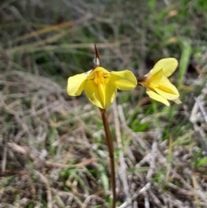 Diuris monticola at Gibraltar Pines - 19 Nov 2023