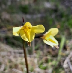 Diuris monticola at Gibraltar Pines - 19 Nov 2023