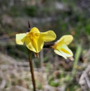 Diuris monticola at Gibraltar Pines - 19 Nov 2023