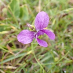 Viola betonicifolia (Mountain Violet) at Namadgi National Park - 22 Nov 2023 by FeralGhostbat