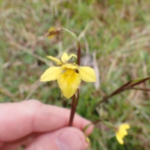 Diuris monticola at Namadgi National Park - 22 Nov 2023