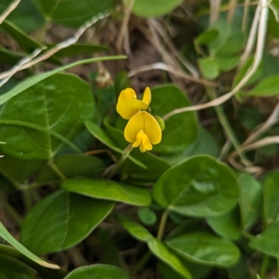 Vigna marina (Dune Bean) at Lord Howe Island - 22 Oct 2023 by Darcy