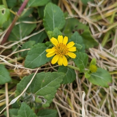 Wollastonia uniflora (Beach Sunflower) at Lord Howe Island - 21 Oct 2023 by Darcy