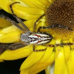 Plebs bradleyi (Enamelled spider) at Mount Ainslie - 30 Dec 2022 by jb2602