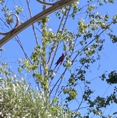 Platycercus elegans (Crimson Rosella) at Alpine Shire - 22 Nov 2023 by jksmits