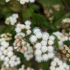 Ageratina adenophora (Crofton Weed) at Lord Howe Island - 22 Oct 2023 by Darcy
