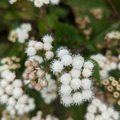 Ageratina adenophora (Crofton Weed) at Lord Howe Island - 21 Oct 2023 by Darcy