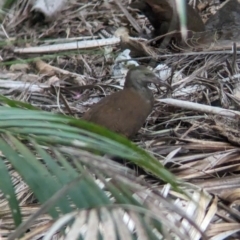 Gallirallus sylvestris (Lord Howe Woodhen) at Lord Howe Island - 21 Oct 2023 by Darcy