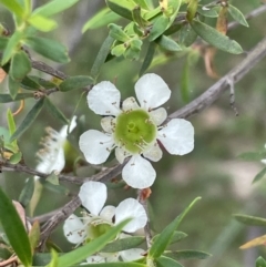 Leptospermum sp. (Tea Tree) at Flea Bog Flat, Bruce - 22 Nov 2023 by JVR