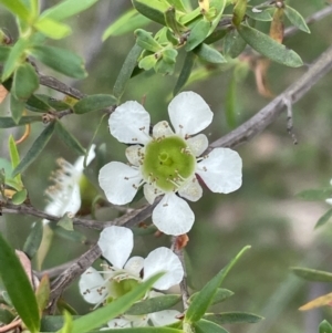 Leptospermum sp. at Bruce Ridge to Gossan Hill - 23 Nov 2023 09:59 AM