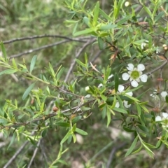 Leptospermum sp. at Bruce Ridge to Gossan Hill - 23 Nov 2023 09:59 AM