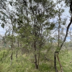 Leptospermum sp. at Bruce Ridge to Gossan Hill - 23 Nov 2023 09:59 AM