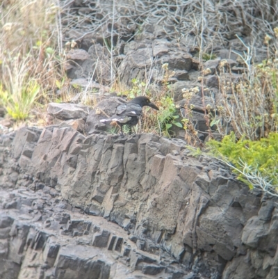 Strepera graculina crissalis (Lord Howe Pied Currawong) at Lord Howe Island - 21 Oct 2023 by Darcy