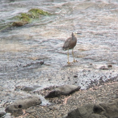 Egretta novaehollandiae (White-faced Heron) at Lord Howe Island - 21 Oct 2023 by Darcy