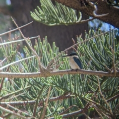 Todiramphus sanctus (Sacred Kingfisher) at Lord Howe Island - 21 Oct 2023 by Darcy