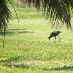 Porphyrio melanotus (Australasian Swamphen) at Lord Howe Island - 21 Oct 2023 by Darcy